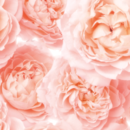 Rosa damascena